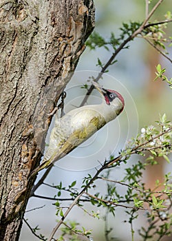 European green woodpecker (Picus viridis) is a large woodpecker of the Picidae family.