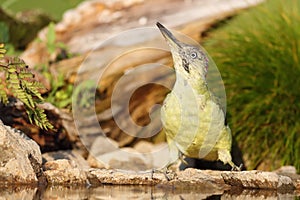 The European green woodpecker Picus viridis sits by the water.Big green woodpecker with a red head with a green background