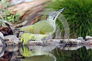 The European green woodpecker Picus viridis sits by the water.Big green woodpecker with a red head with a green background