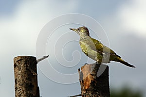 The European Green Woodpecker Picus viridis sitting on the branche  with green background