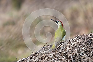 European green woodpecker Picus viridis sitting on heap of wood chips