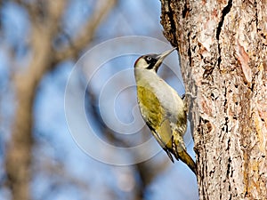 European Green Woodpecker Picus viridis