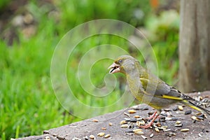 European Greenfinch bird eating sunflower seeds on the ground, E