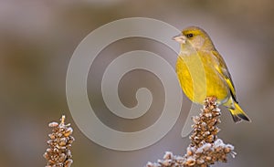 European Greenfinch - Carduelis chloris