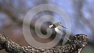 European Greenfinch, carduelis chloris, Adult taking off from Branch