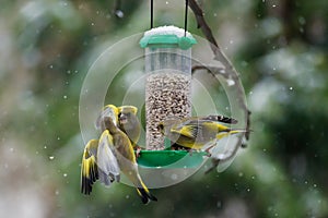 European greenfinch Chloris chloris at bird feeder