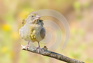 European Greenfinch, Chloris chloris. The bird has fluffed out its feathers