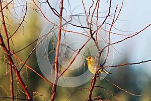 European greenfinch or Chloris chloris on a branch in the forest