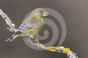 The European greenfinch Chloris chloris or common greenfinch is a songbird of the order of the Passeriformes and the family