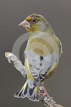 The European greenfinch Chloris chloris or common greenfinch is a songbird of the order of the Passeriformes and the family