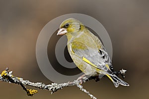 The European greenfinch Chloris chloris or common greenfinch is a songbird of the order of the Passeriformes and the family