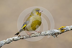 The European greenfinch Chloris chloris or common greenfinch is a songbird of the order of the Passeriformes and the family