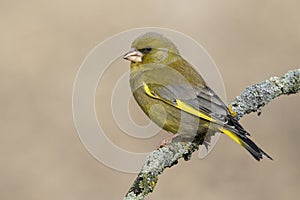 The European greenfinch Chloris chloris or common greenfinch is a songbird of the order of the Passeriformes and the family