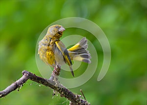 European greenfinch combs feathers aftter bathing in waterpond