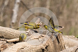 European greenfinch that compete for food