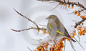 European Greenfinch - GrÃÂ¼nfink - Chloris chloris