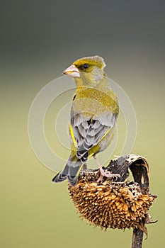 European greenfinch sitting on sunflower in autumn.