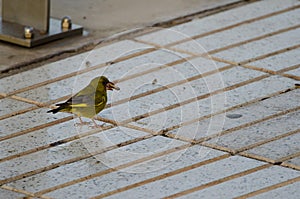 European greenfinch trying to open a sunflower seed.