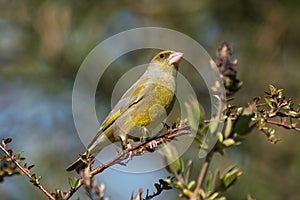 European greenfinch on a twig