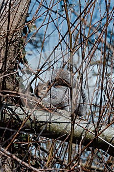 European grey squirrel, Sciurus carolinensis, hiding in between tree branches
