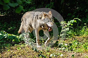 European Grey Wolf, Canis lupus in a german park