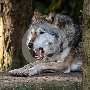 European Grey Wolf, Canis lupus in a german park