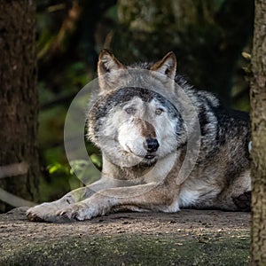 European Grey Wolf, Canis lupus in a german park