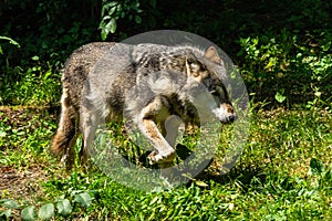 European Grey Wolf, Canis lupus in a german park