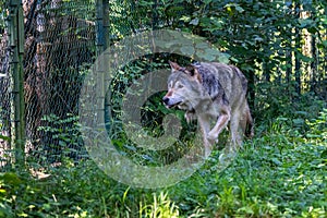 European Grey Wolf, Canis lupus in a german park