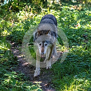 European Grey Wolf, Canis lupus in a german park