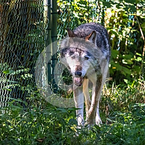 European Grey Wolf, Canis lupus in a german park