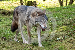 European Grey Wolf, Canis lupus in a german park