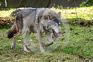 European Grey Wolf, Canis lupus in a german park