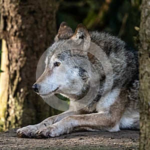 European Grey Wolf, Canis lupus in a german park