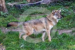 European Grey Wolf, Canis lupus in a german park