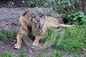 European Grey Wolf, Canis lupus in a german park