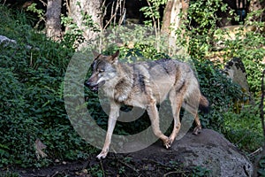 European Grey Wolf, Canis lupus in a german park