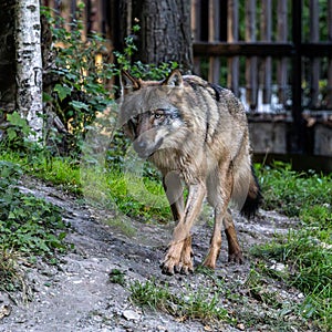 European Grey Wolf, Canis lupus in a german park