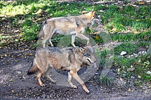 European Grey Wolf, Canis lupus in a german park