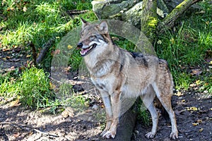 European Grey Wolf, Canis lupus in a german park