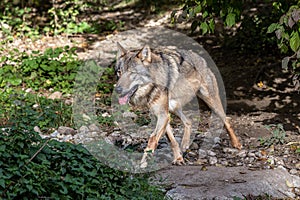 European Grey Wolf, Canis lupus in a german park