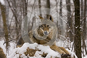 European grey wolf (Canis lupus lupus)