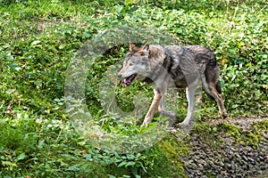 European Grey Wolf, Canis lupus in the zoo