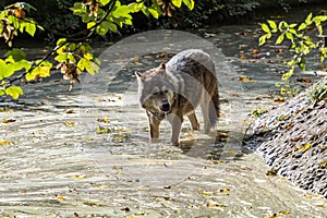 European Grey Wolf, Canis lupus in the zoo