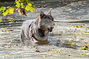 European Grey Wolf, Canis lupus in the zoo