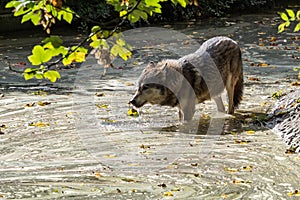 European Grey Wolf, Canis lupus in the zoo