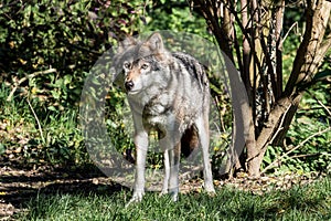 European Grey Wolf, Canis lupus in the zoo