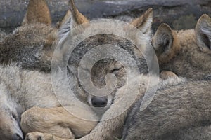 European grey wolf pups cuddling together, Canis lupus lupus