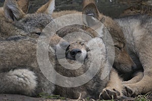 European grey wolf pups cuddling together, Canis lupus lupus