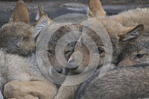 European grey wolf pups cuddling together, Canis lupus lupus